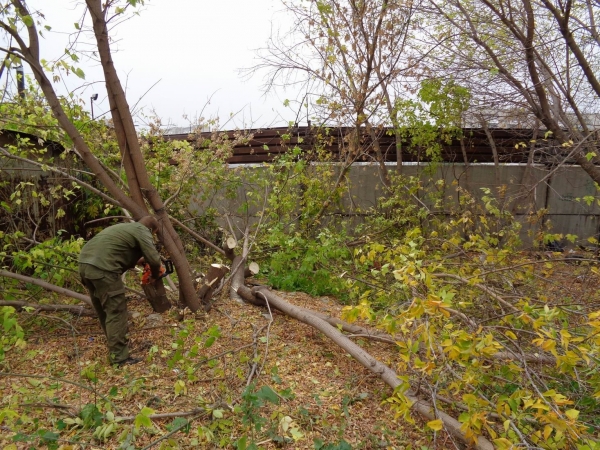 На территории сельских населенных пунктов Мстинского территориального отдела  ведутся работы по спиливанию аварийных деревьев.