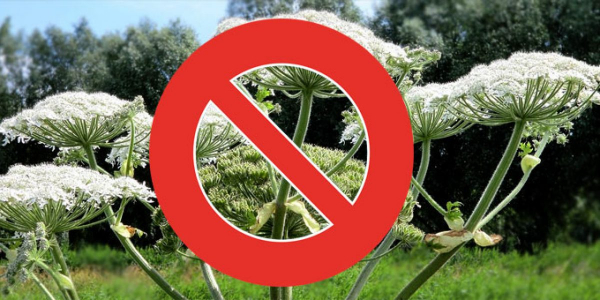 Борьба с борщевиком