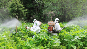 РЕКОМЕНДАЦИИ ПО БОРЬБЕ С БОРЩЕВИКОМ СОСНОВСКОГО