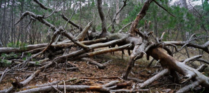 О заготовке валежника в лесах Тверской области