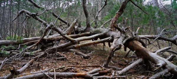 О заготовке валежника в лесах Тверской области