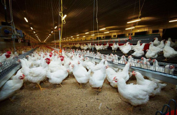 Руководители сельскохозяйственных предприятий Ленинградской области рассказали о планах производства в условиях санкций и сокращения поставок от западных партнеров