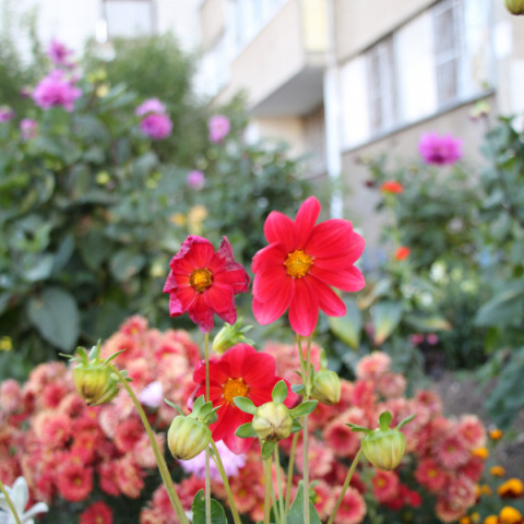 Живописные краски клумб и цветников Удомли