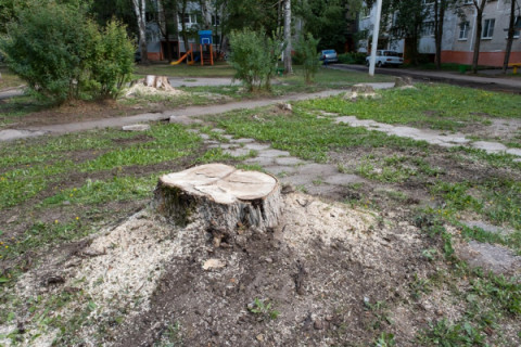Во дворах приступили к спилу старых деревьев