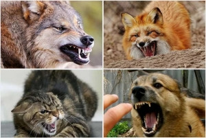 Выявлены случаи заболевания бешенством среди диких животных