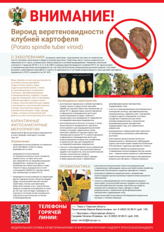 Фитосанитарные риски, связанные с приобретением и употреблением зараженного картофеля