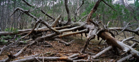 О заготовке валежника в лесах Тверской области