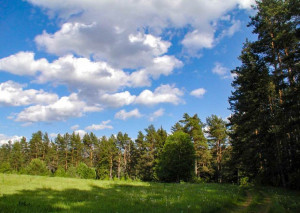 Пожарная безопасность в лесу
