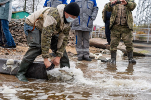 Более восьми тысяч особей краснокнижного черного амура пополнили озера-охладители Калининской АЭС
